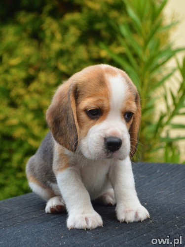 Szczenięta rasy Beagle udomowione społeczni