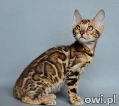 Exotic Bengal, Ocelot, Caracal Kittens Available