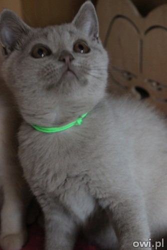 Liliowa koteczka brytyjska z rodowodem PZF
