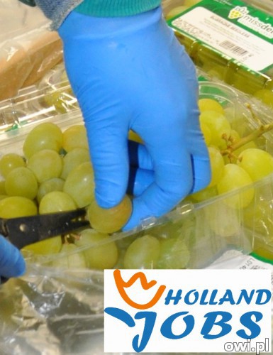 Praca w Holandii od zaraz! Pakowanie owoców