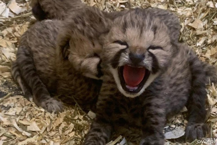 Zoo's adorable Cheetah Cubs