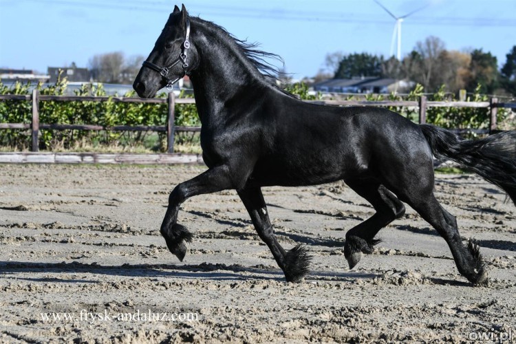 Quality Black Friesian Horse