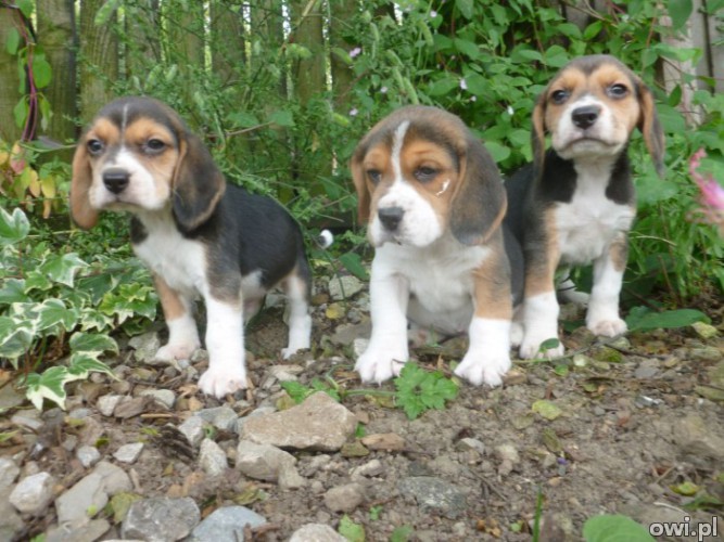 Tri Coloured Beagle Szczenięta są już gotowe