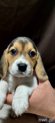 Beagle - śliczne szczeniaki tricolor, już do odbioru