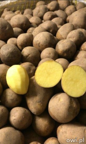Świeże warzywa prosto od producenta - ziemniaki, buraki, marchew, kapusta