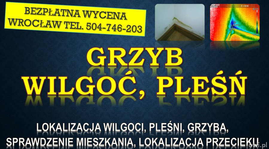 Odgrzybianie mieszkania, cena, tel. 504-746-203. Wrocław. Termowizja wilgoci.