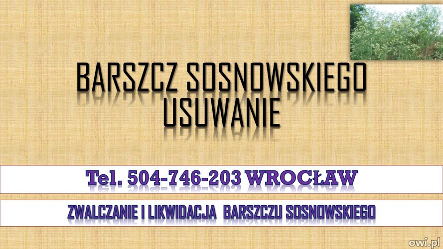 Likwidacja barszczu Sosnowskiego, tel. 504-746-203, Cennik, usunięcie  Jest to roślina inwazyjna .