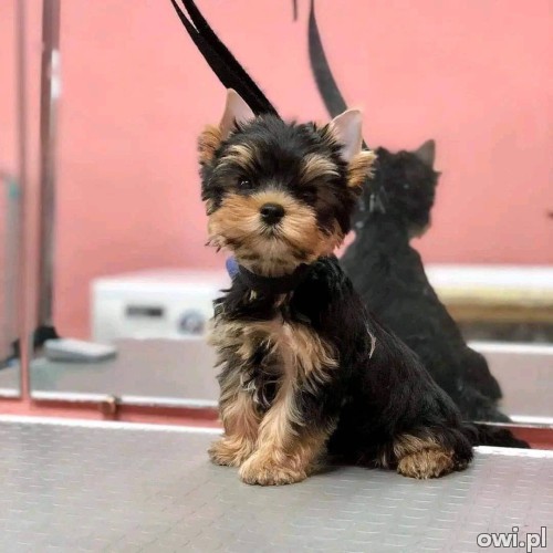 Available male and female Yorkie puppies for adoption
